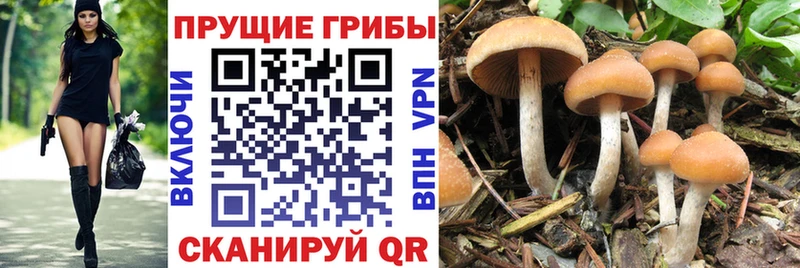 Галлюциногенные грибы GOLDEN TEACHER Волгоград
